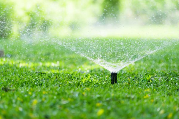 Taking care of your yard during a heat wave